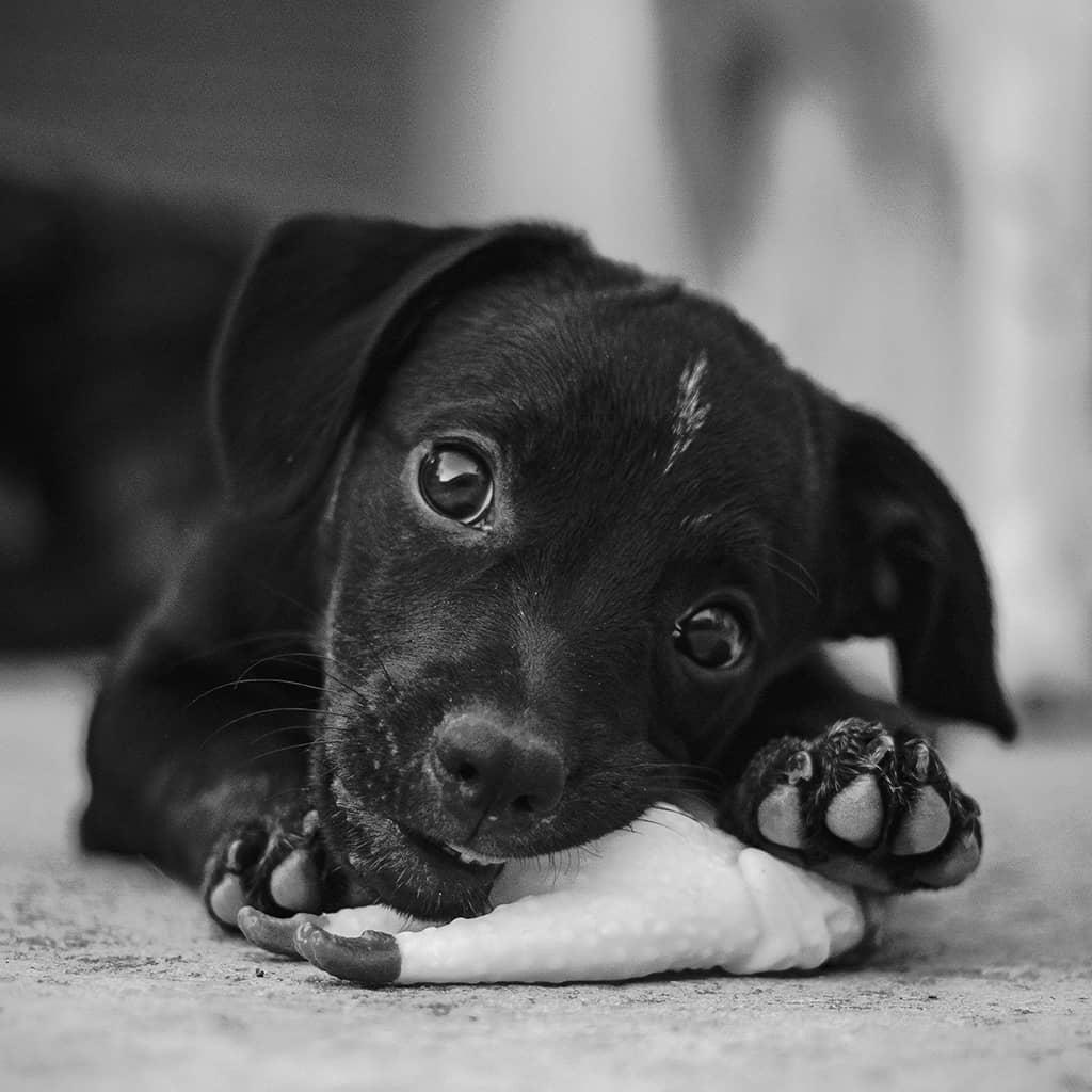 Benebone Dental Chew - Image 3
