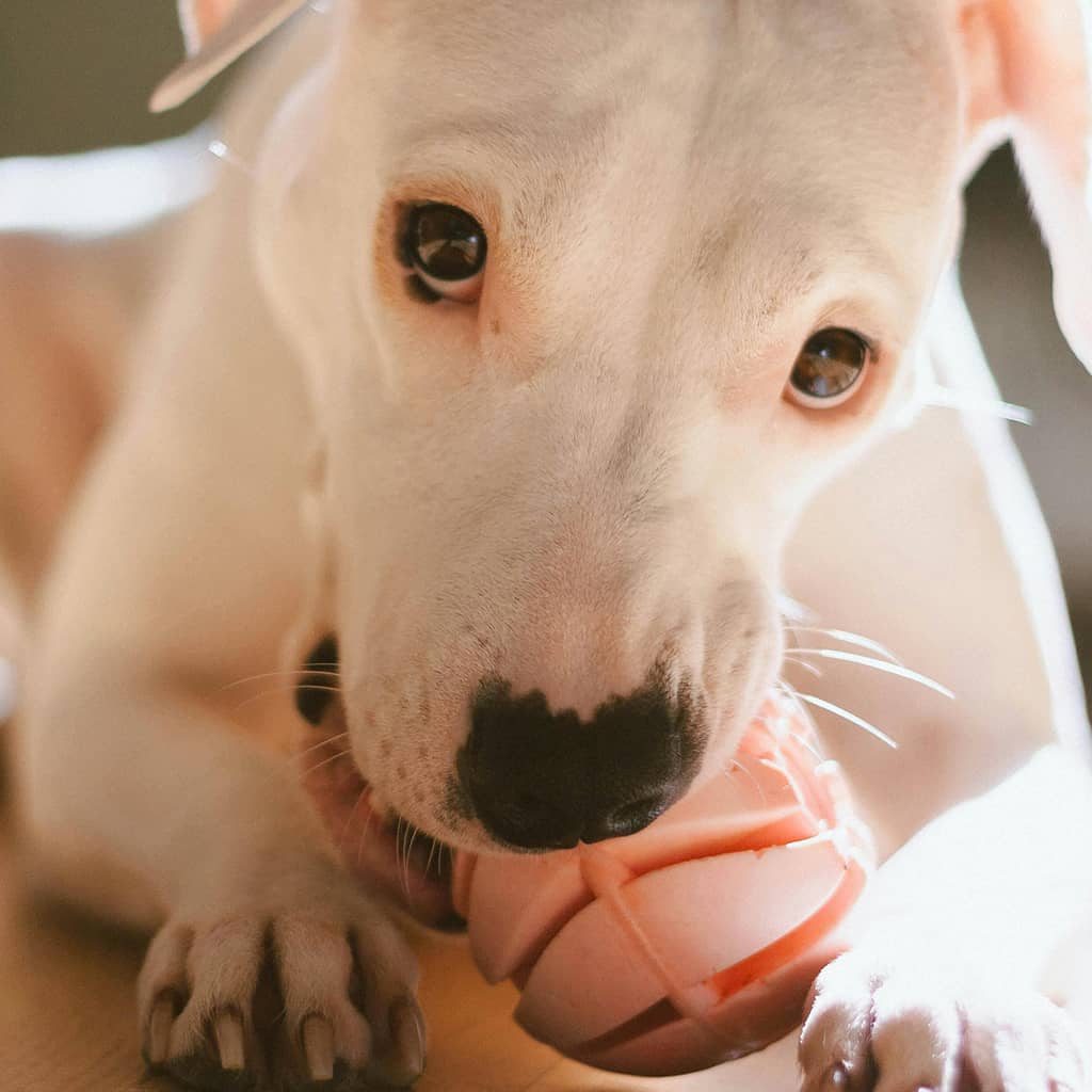 Benebone Dental Chew - Image 4