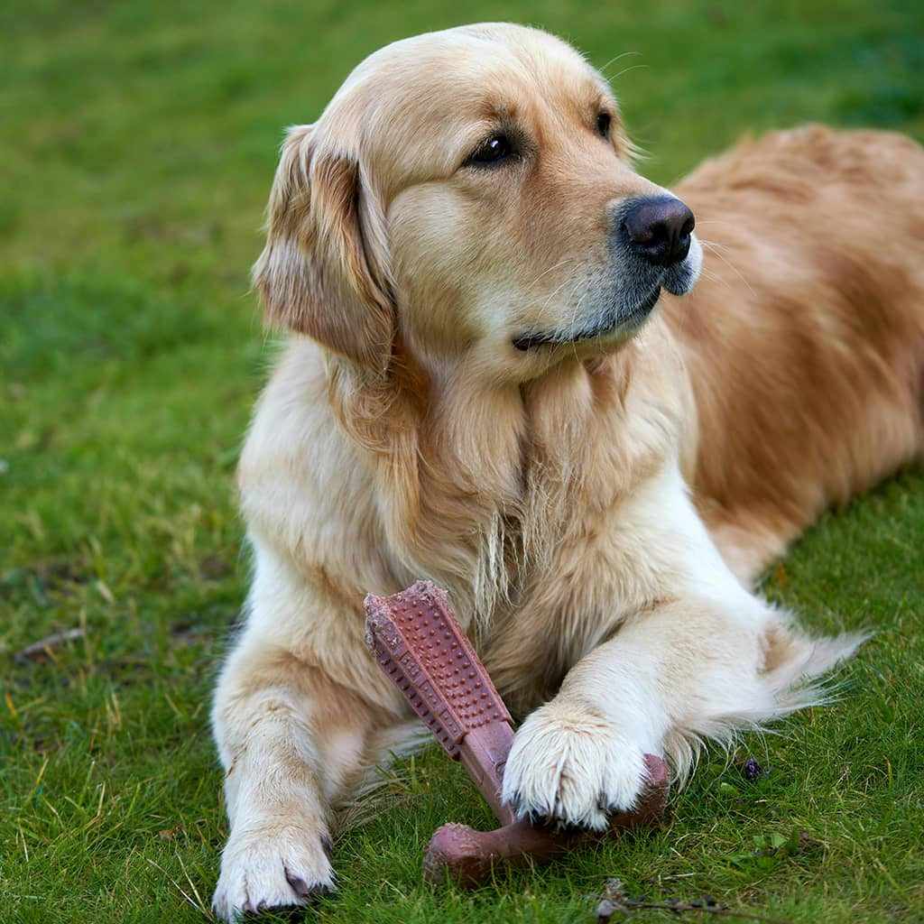 Benebone Dental Chew - Image 2