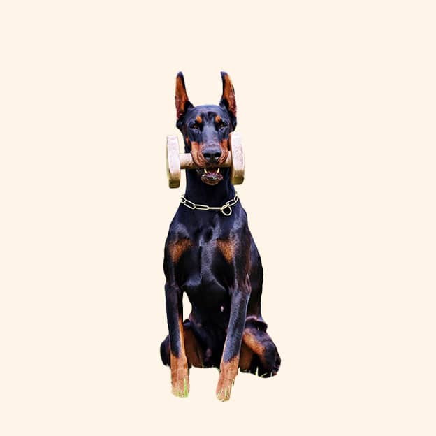 Nylabone DuraChew