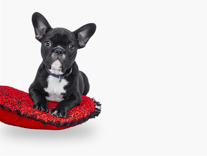 Dog Bed