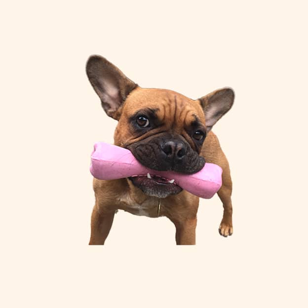 dog-chew