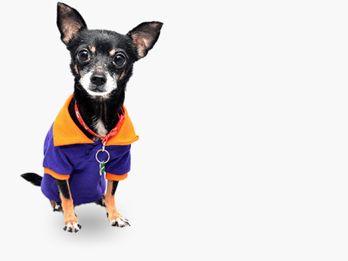 Dog Clothes