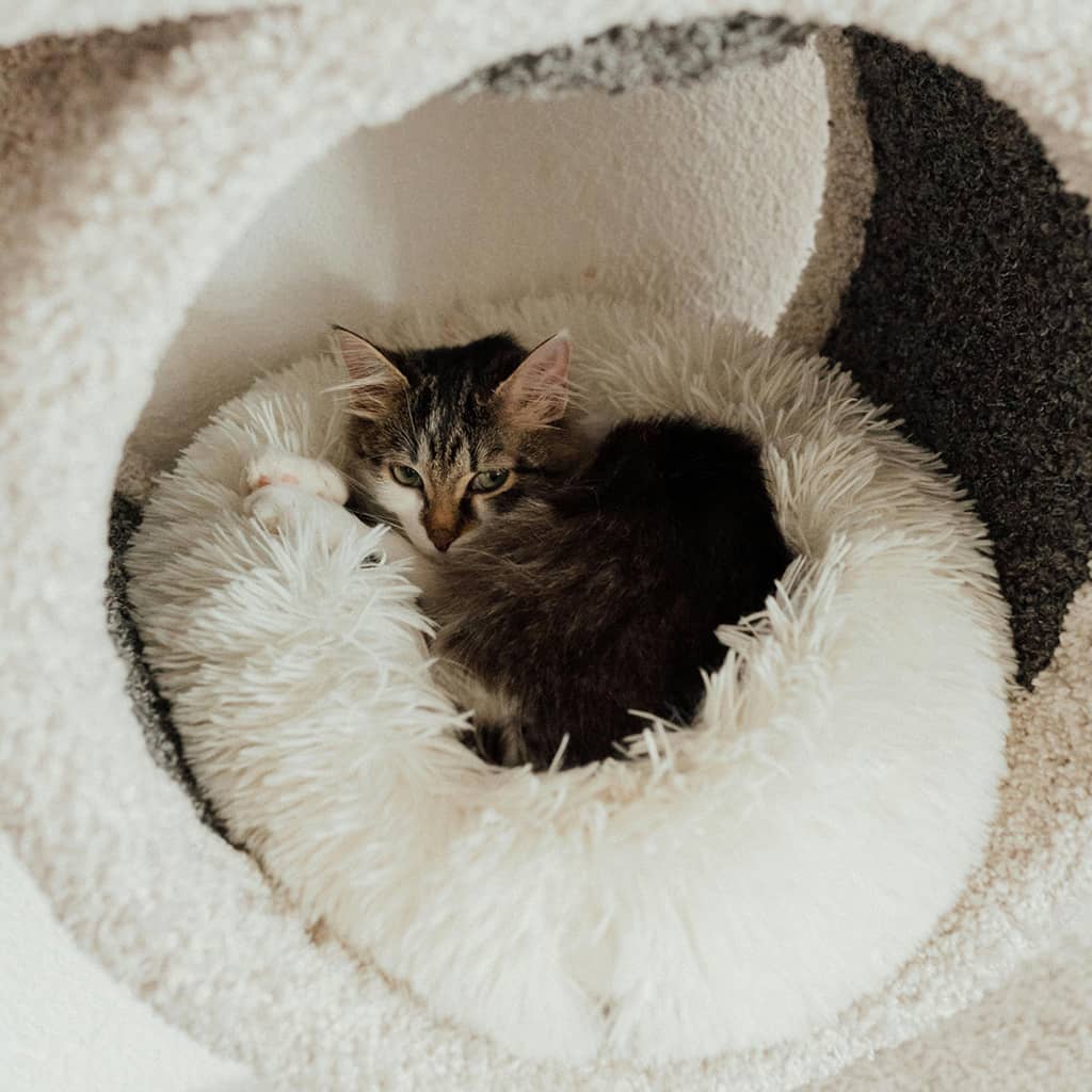 Donut bed - Image 4