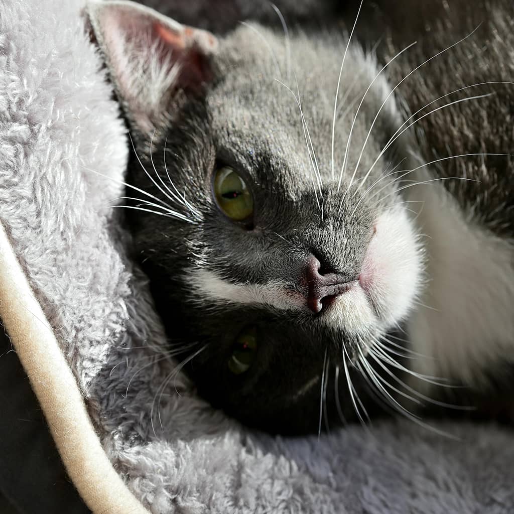 Heated beds - Image 4