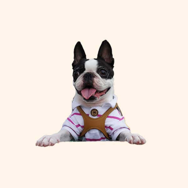 Argyle sweater