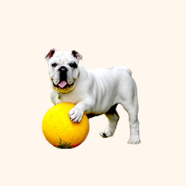 yellow-ball